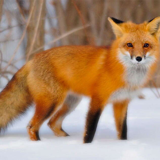 TheFoxAndThimble - Etsy