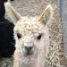 Grandviewsurialpacas