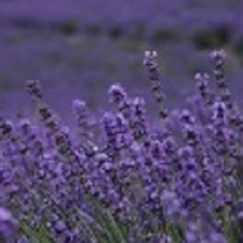 Dried Red Roses & dried Lavender blooms Free SH 6 lavender /Red Roses Sachets Dried Red Roses & dried Lavender blooms Free SH 6 lavender /Red Roses Sachets
