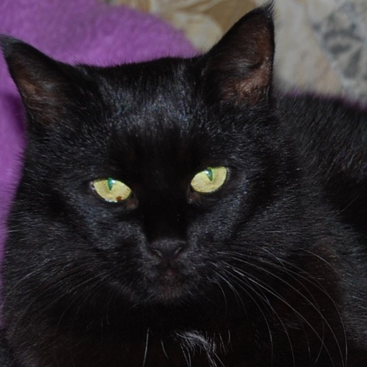 Antirutsch-Matte Black Cat