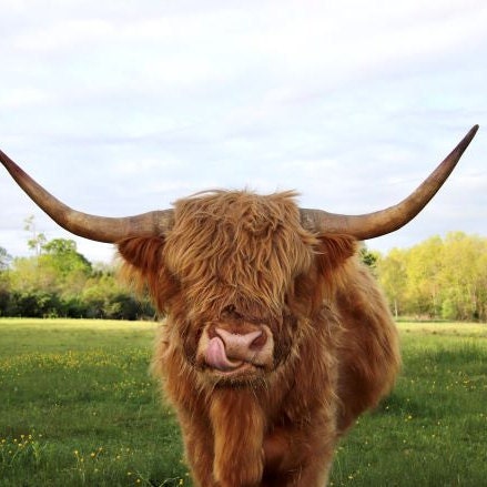 Highland Cow Photo With Tongue Out. Color Cow Photo. 