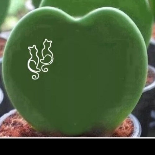 dreamgreenplants Etsy