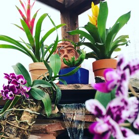 Quality natural products to grow your plant by PlantAddiction