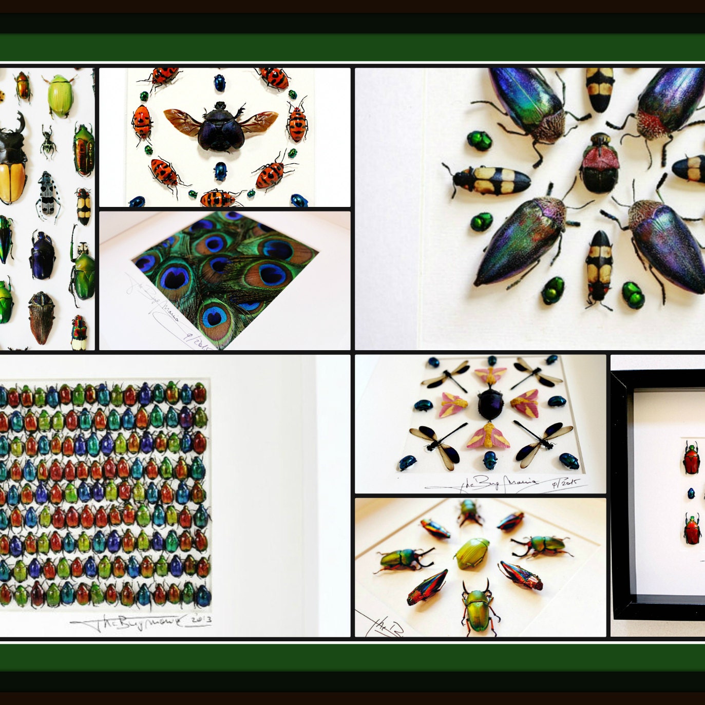 quality, One uncommon papilio antonio with closed wings for all your taxidermy art projects A1 to aa