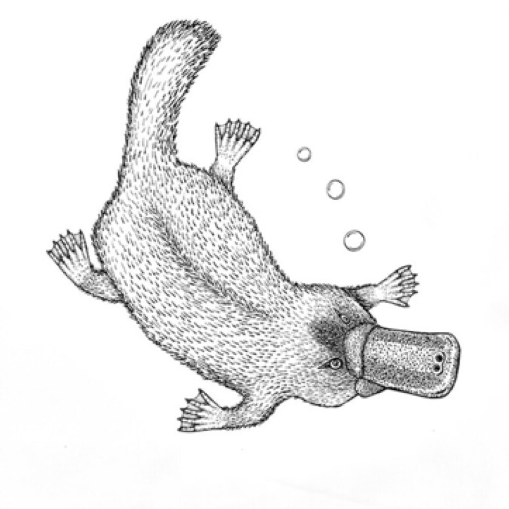 Hand Printed Wombat Shopping Bag Etsy