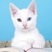 White Cat Books