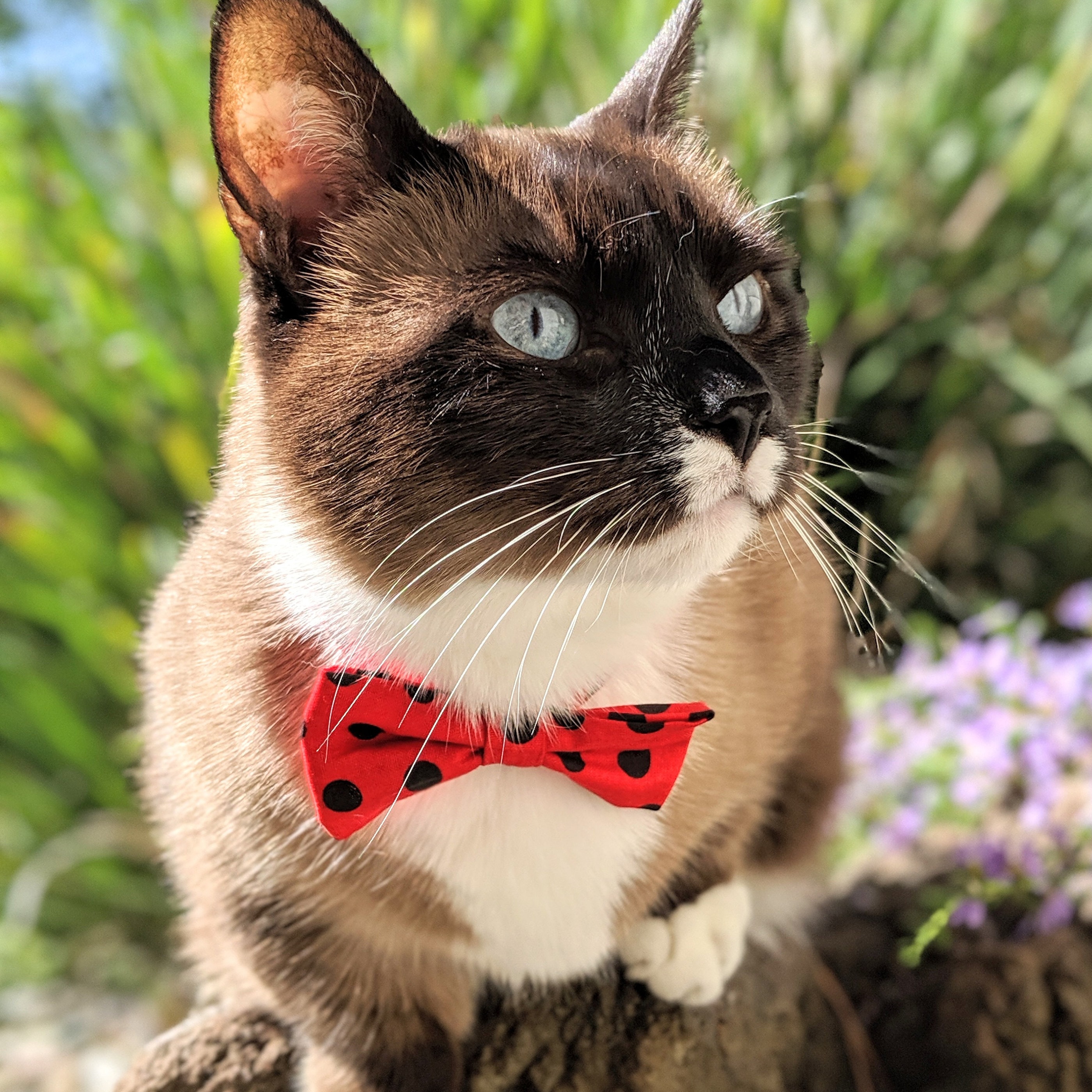 Homemade Pet Bowties and Bandanas for Cats & by DoodleBugBowties