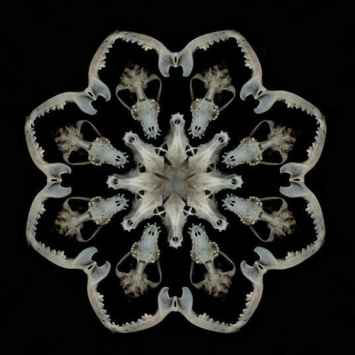 ArtofMaquenda store logo