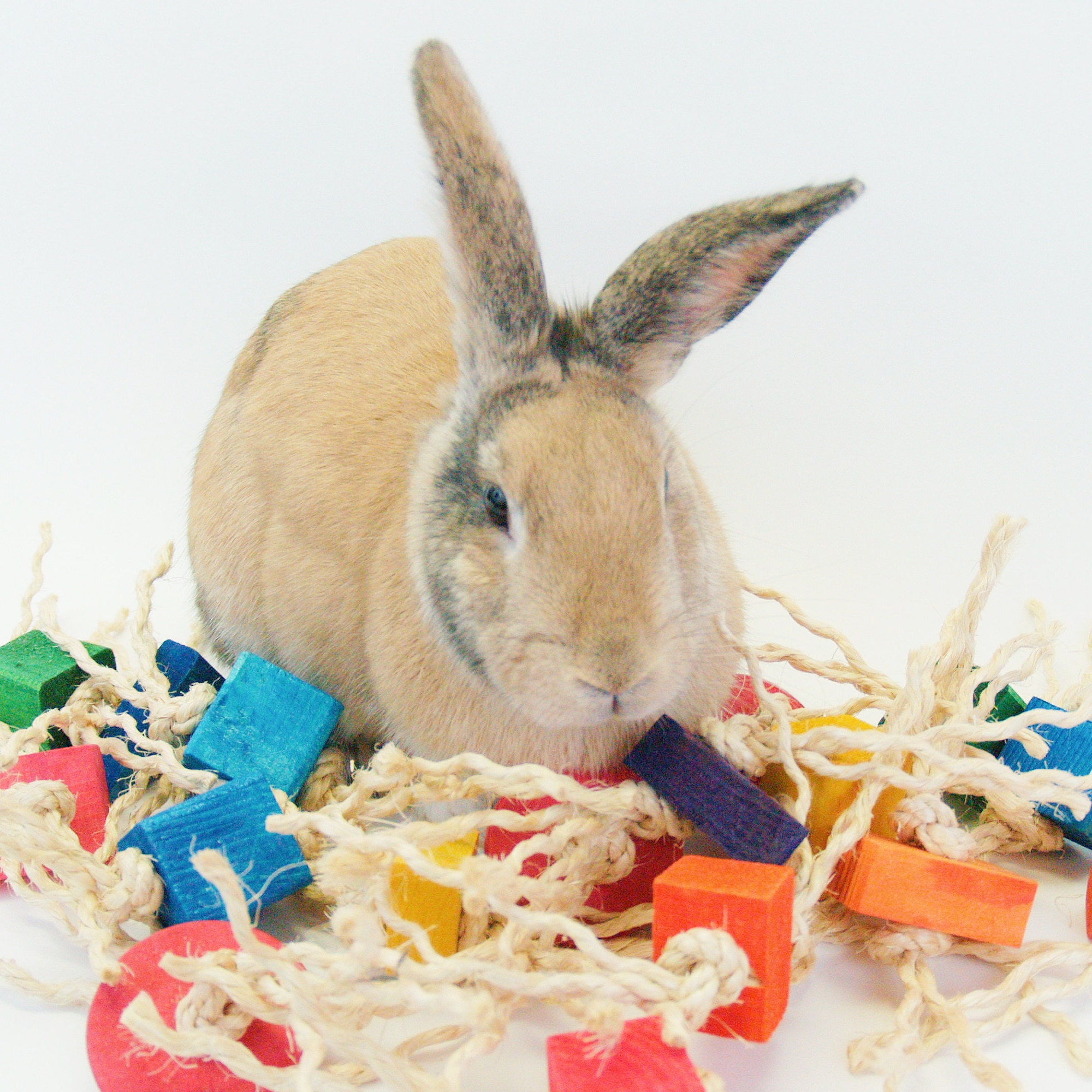 Most Popular House Rabbit Chew Toys Online by HappyRabbitToys