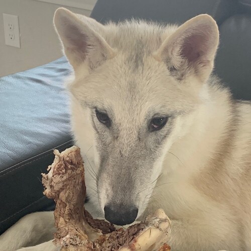 Black Wolf White Wolf Designs by BlackWolfWhiteWolf on Etsy