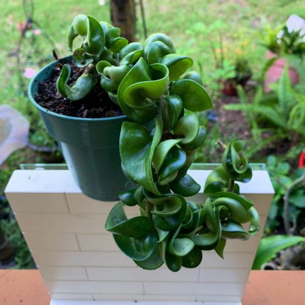 Tibouchina Granulosa - purple glory tree for sale South Florida 🌳