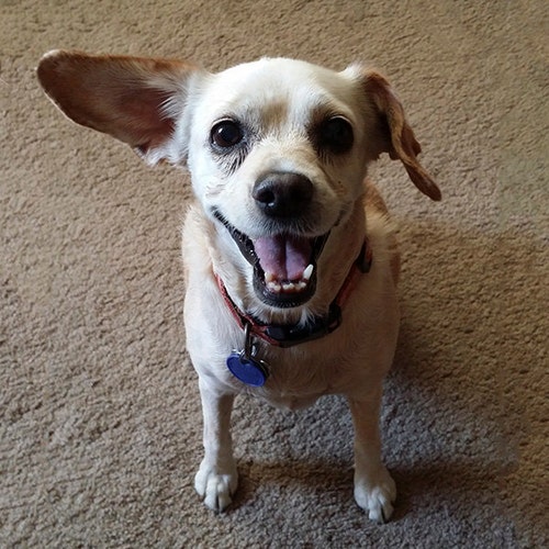 オーダーページ パネル 重なりチワワ 10/15