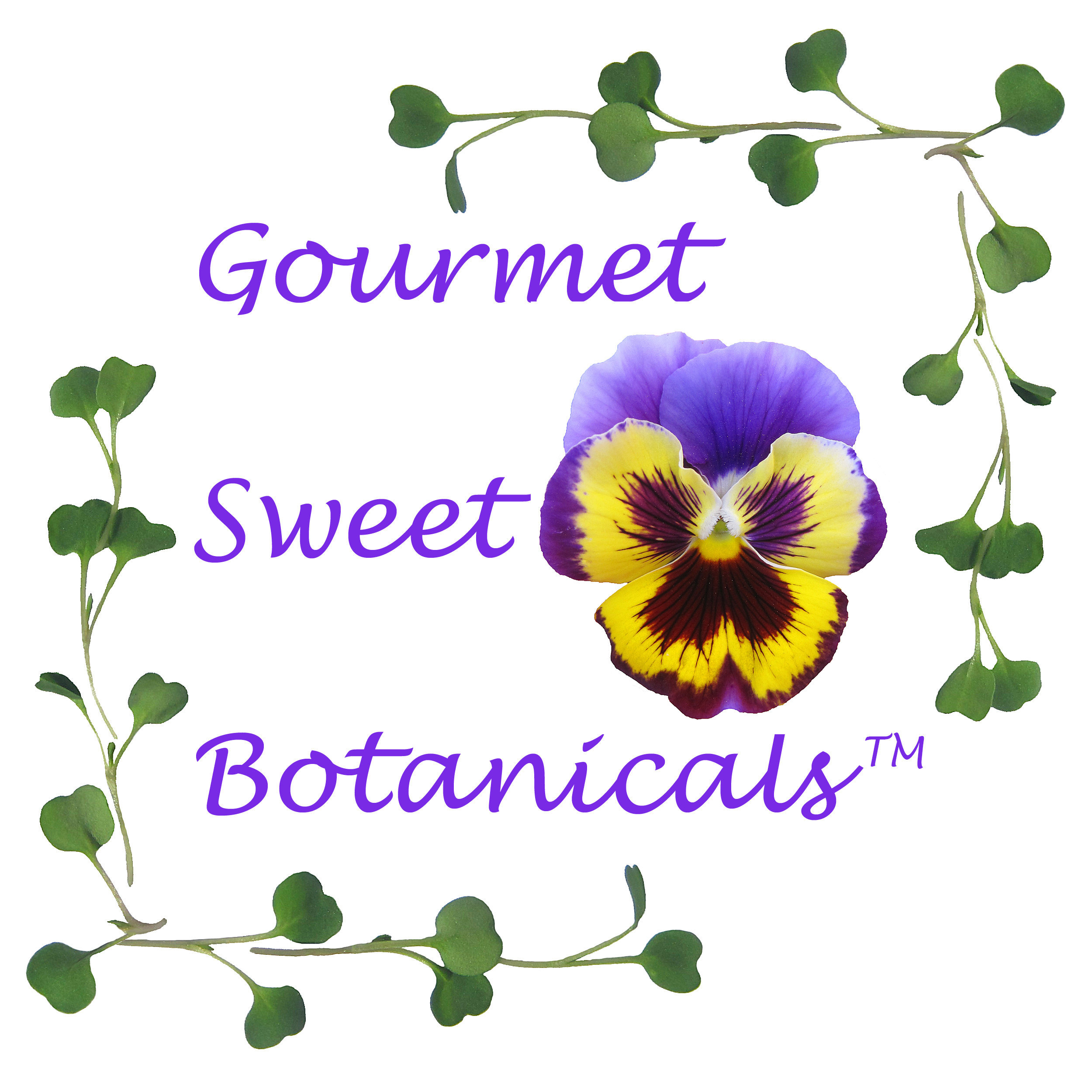 Edible Flower Buzz Button 50 Count Etsy