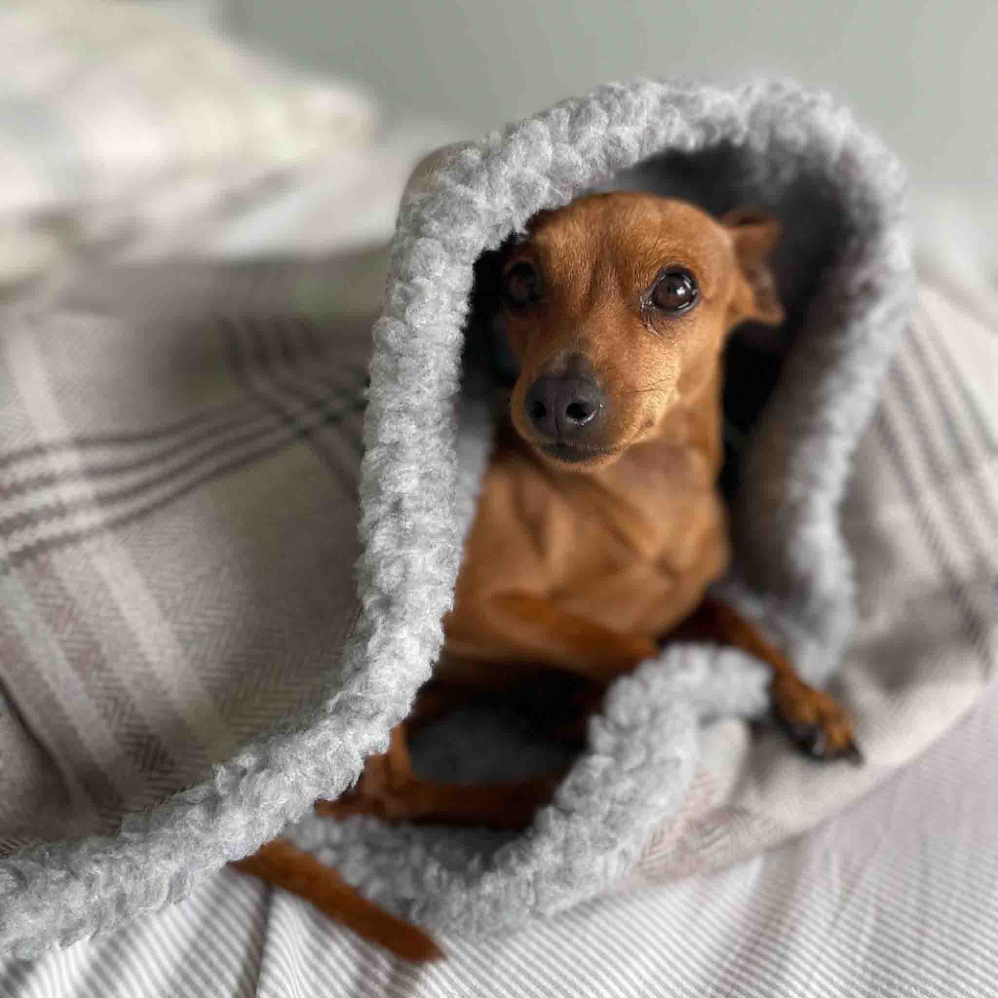 Coperta di peluche Bassotto cucciolo di cane 