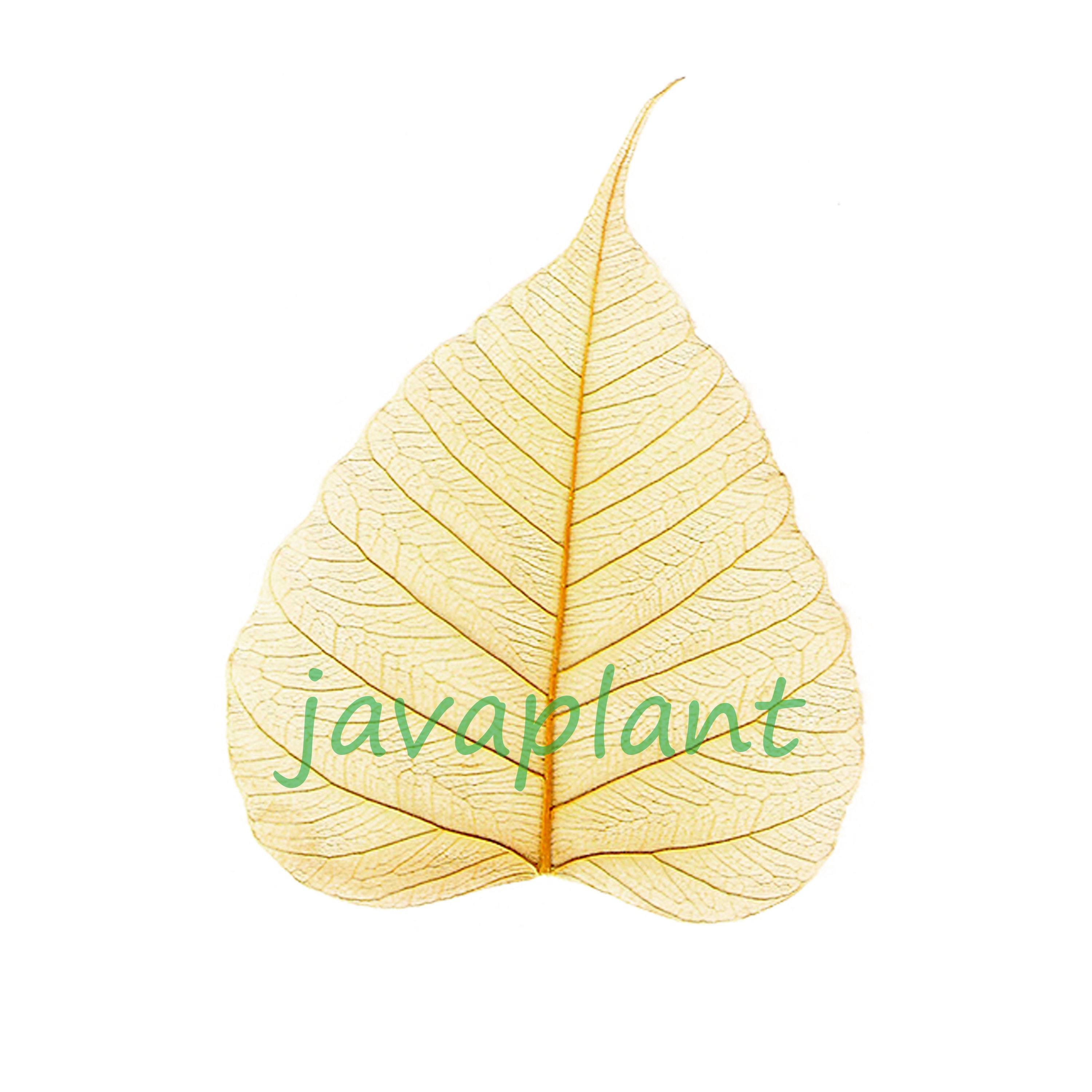javaplant - Etsy
