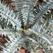 Iceblue Cycads