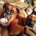 Owner of <a href='https://www.etsy.com/shop/2boxerlover?ref=l2-about-shopname' class='wt-text-link'>2boxerlover</a>