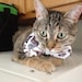 Owner of <a href='https://www.etsy.com/shop/CatStacher?ref=l2-about-shopname' class='wt-text-link'>CatStacher</a>