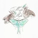 Moth and Myth