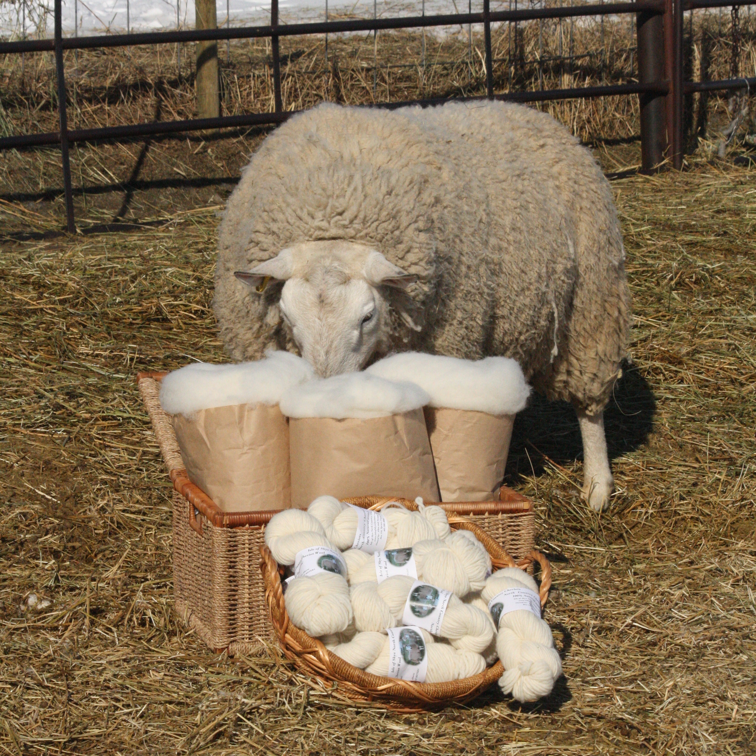 Magenta sport weight 2 ply wool yarn American farm grown free
