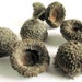 bytheinch acorn caps, craft and jewelry supplies