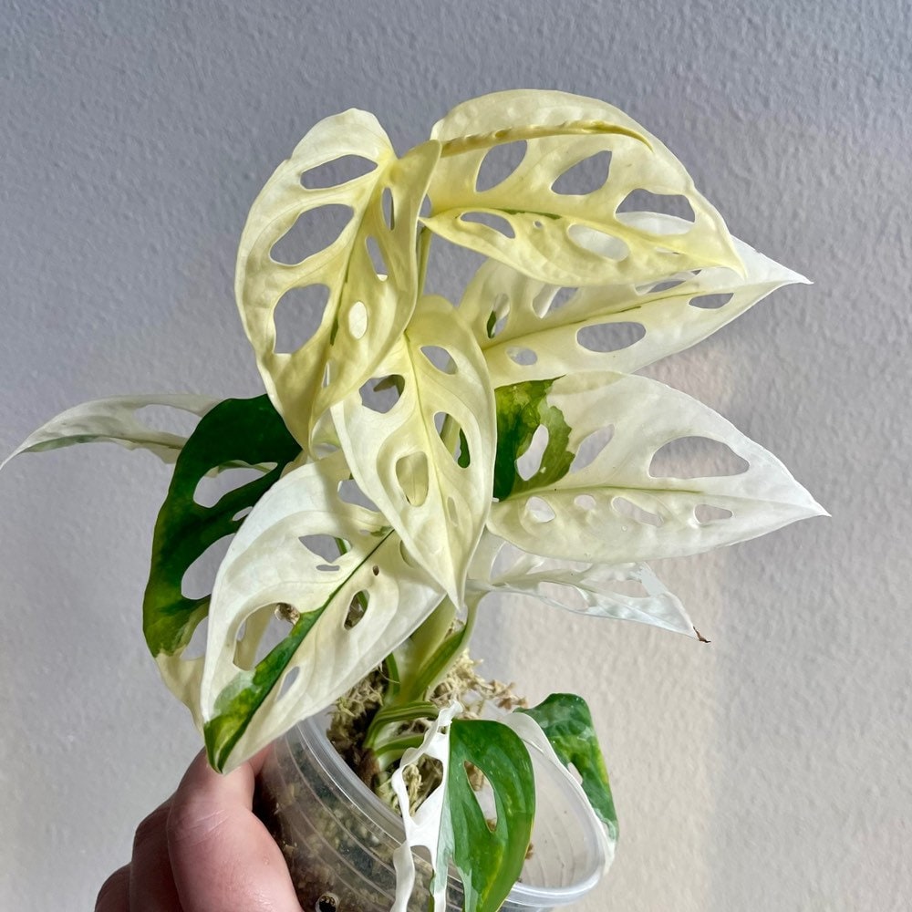 PlantChaser on X: Mint for me. Epipremnun pinnatum 'Mint' showing