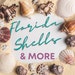 Florida Shells and More