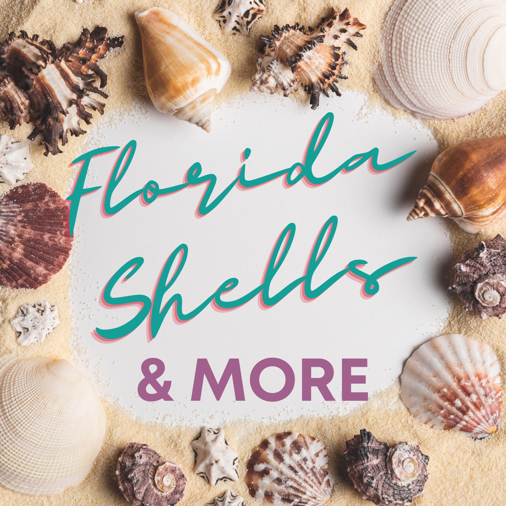 Akusety Mixed Beach Seashells, 1.2-3.6 Natural Seashells for Candle Making,Home Decorations, Beach Theme Party Wedding Decor, DIY Crafts, Fish