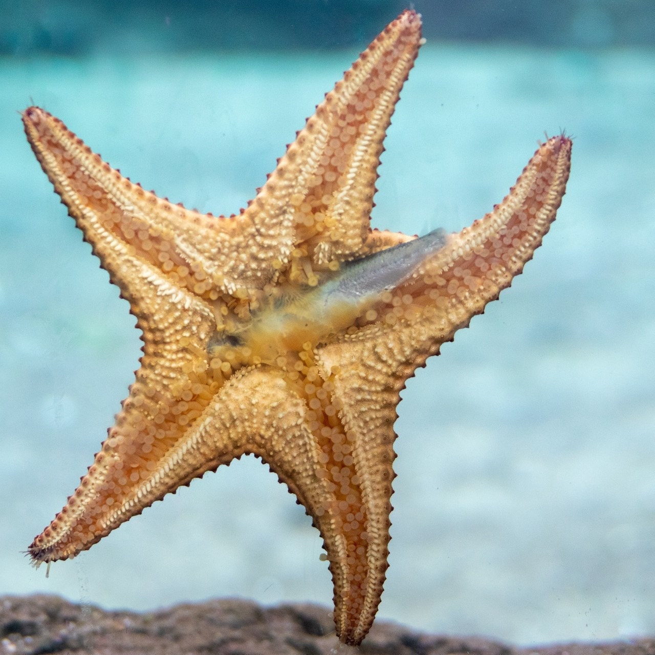Морская звезда гониактиниды
