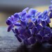 TheCascadingLilac