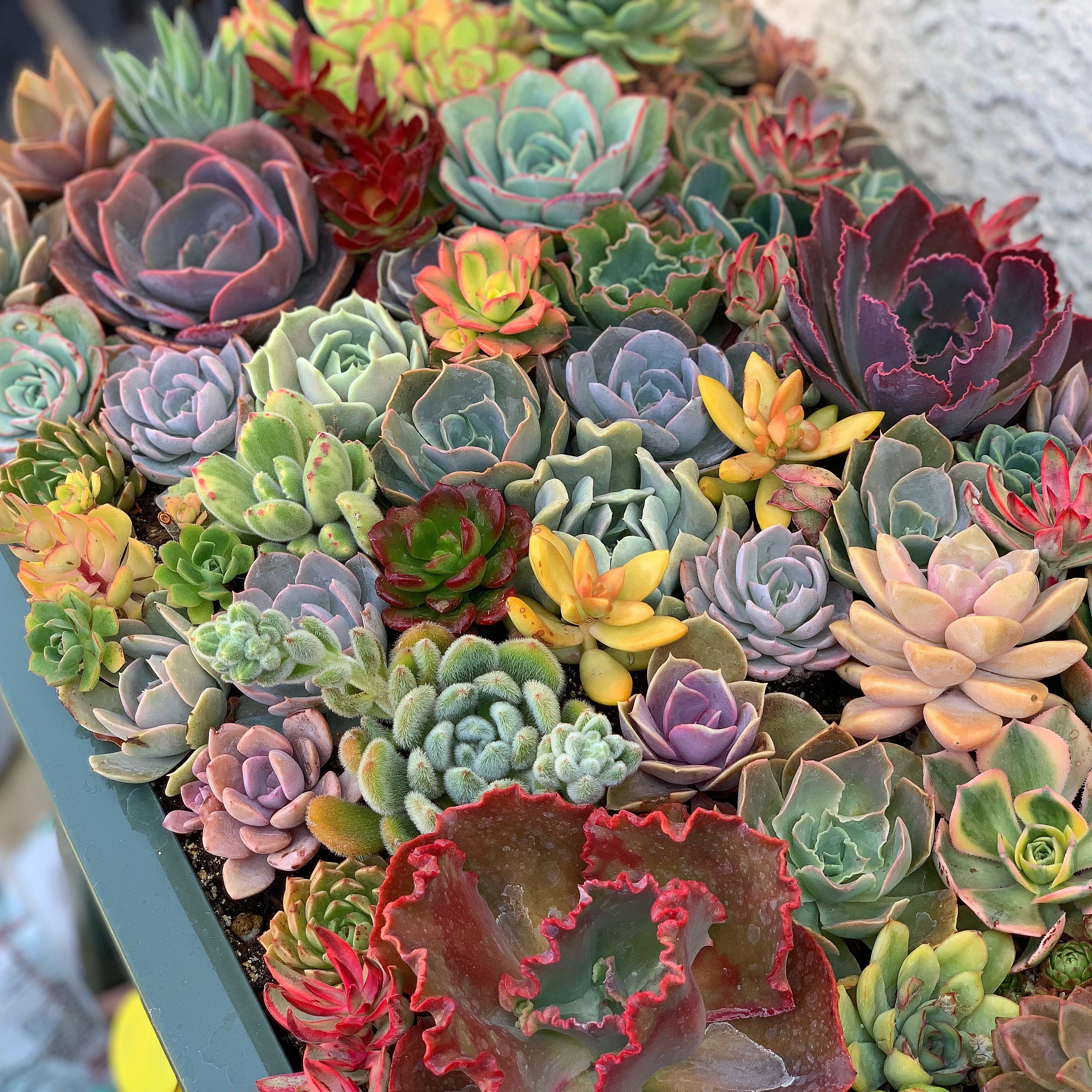 SucculentsByCandice Etsy