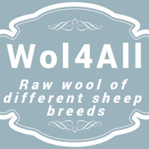 2KG RAW 1st CLIP//SHEARLING SHEEP FLEECE