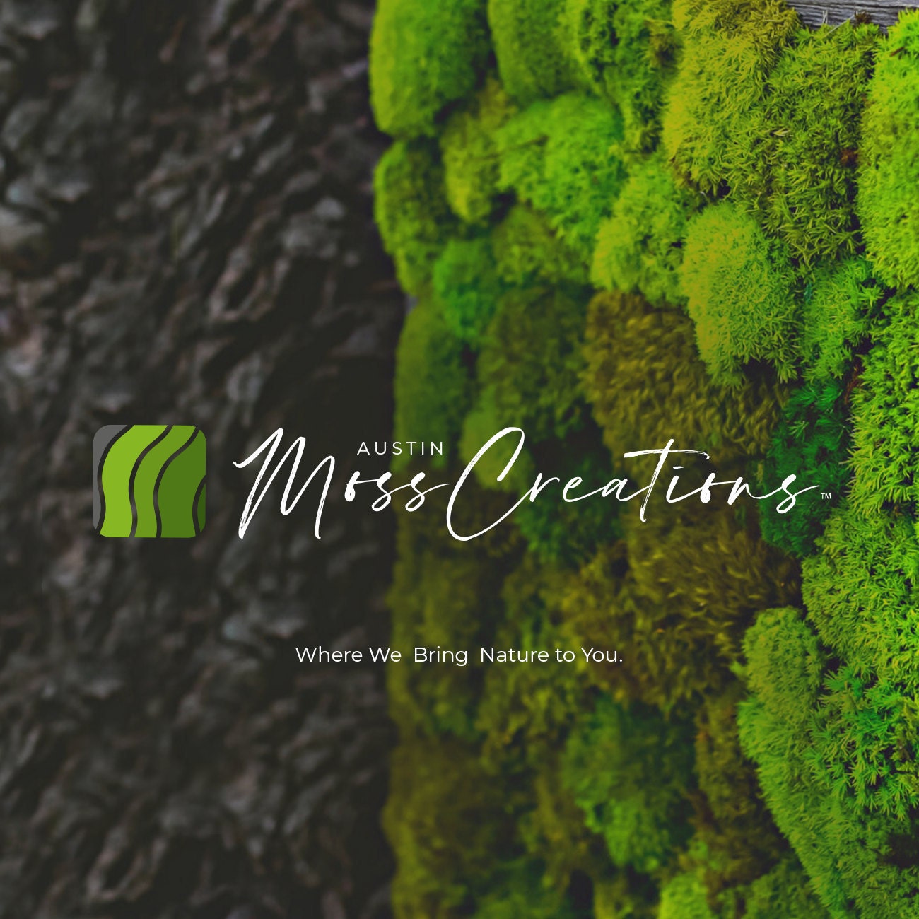 Preserved Mood and Pillow Moss Wild Wall – Austin Moss Creations