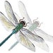 GeminiDragonfly