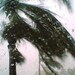 kauaidream1