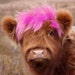 PunkyPinkCow