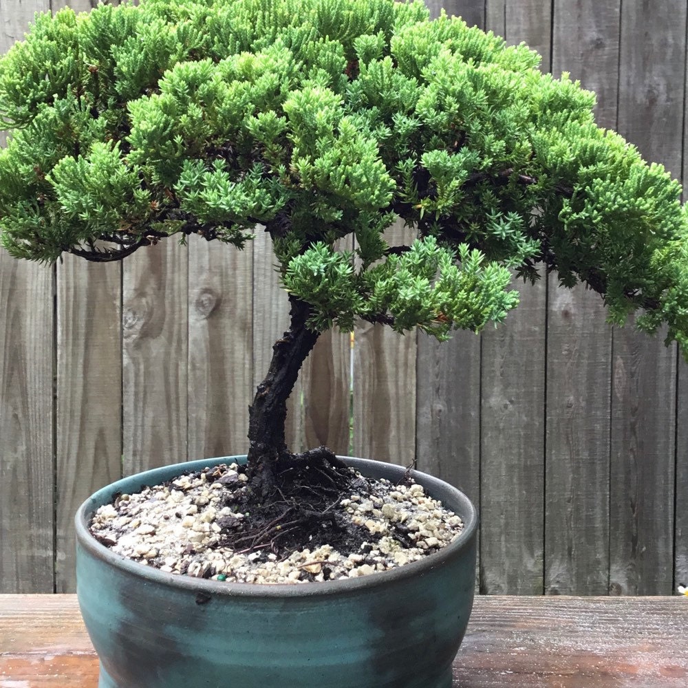 Tanuki Bonsai - Bonsai Tree (Pty) Ltd.