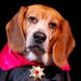 Owner of <a href='https://www.etsy.com/shop/Gothicbeagle?ref=l2-about-shopname' class='wt-text-link'>Gothicbeagle</a>