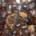 GemsScheherazade