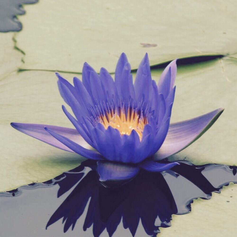Голубой Лотос (Nymphaea caerulea)