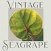 Vintage Seagrape
