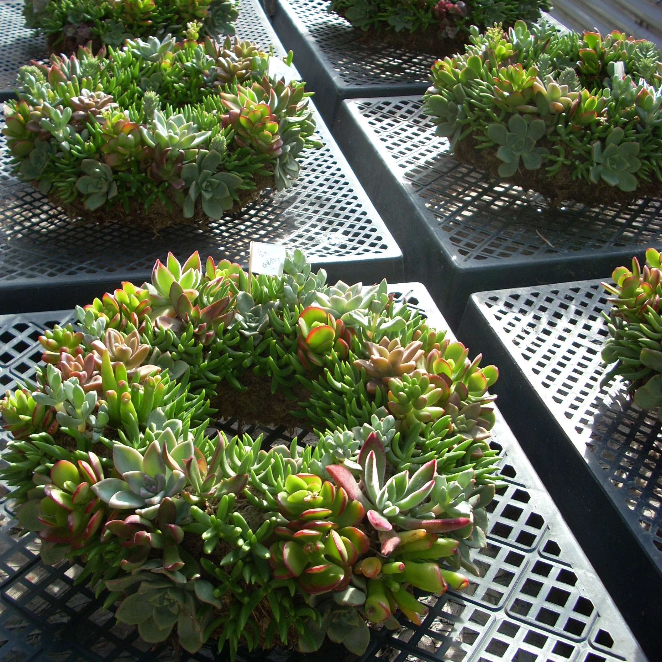 Haworthia Cyanotis somalensis Succulent plants potted Home Garden Bonsai Plants