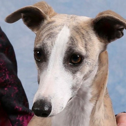 GidgetWhippetCoats Etsy Australia