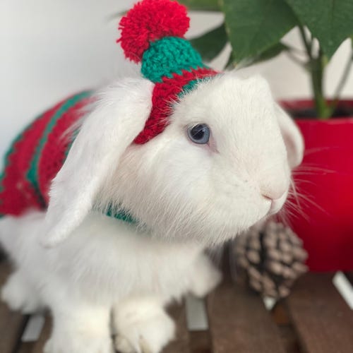 Rabbit christmas outfits clearance