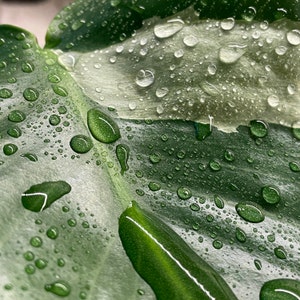 Mind-Blowing Secret Inside the Rare White Bird of Paradise