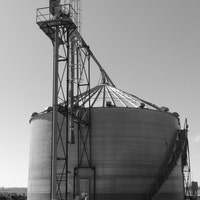 Black Rat Snake - Etsy