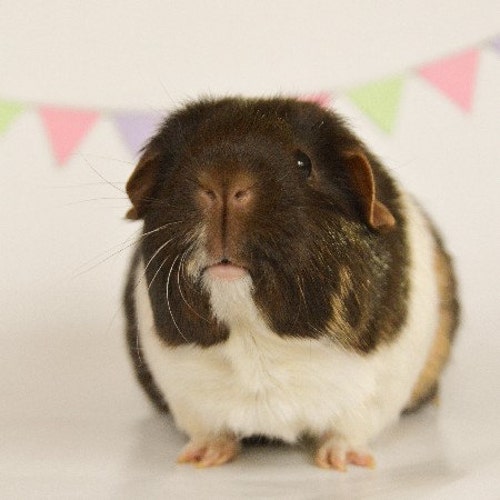 GuineaPigsAdventures store logo