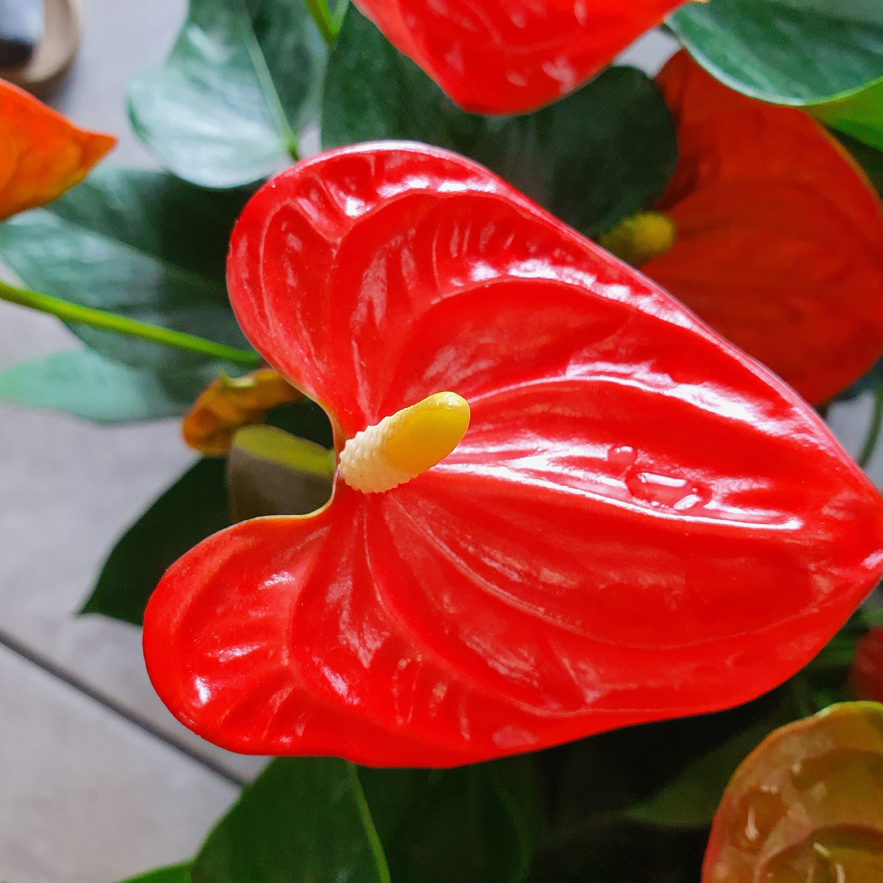 Is Variegated Ginger Poisonous To Dogs