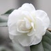 camellia china