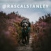 RascalStanley